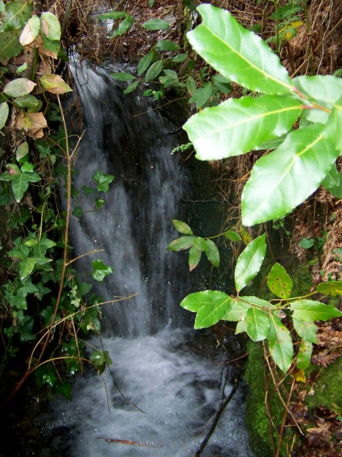 Flora silvestre nas veigas da Curxeira e no regato do Pornedo.