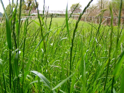 Flora silvestre nas veigas da Curxeira e no regato do Pornedo.