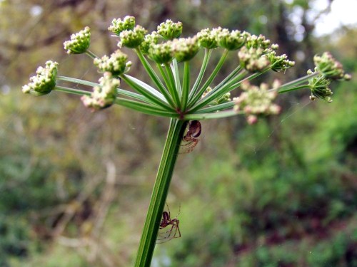 Flora silvestre nas veigas da Curxeira e no regato do Pornedo.