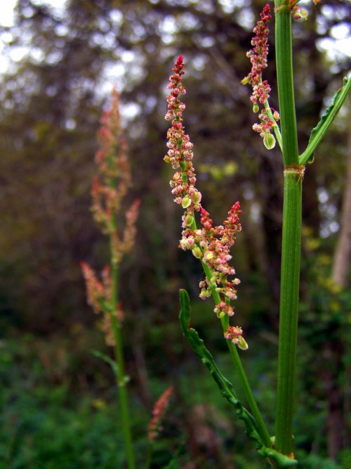 Flora silvestre nas veigas da Curxeira e no regato do Pornedo.