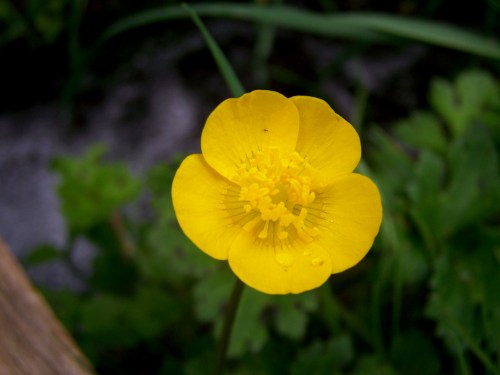 Flora silvestre nas veigas da Curxeira e no regato do Pornedo.