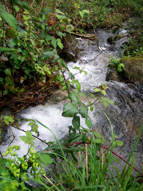 Flora silvestre nas veigas da Curxeira e no regato do Pornedo.