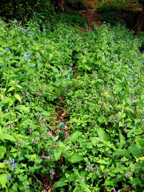 Flora silvestre nas veigas da Curxeira e no regato do Pornedo.