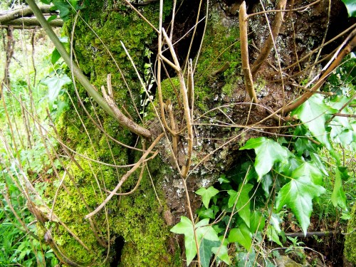Flora silvestre nas veigas da Curxeira e no regato do Pornedo.