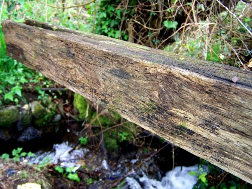 Flora silvestre nas veigas da Curxeira e no regato do Pornedo.