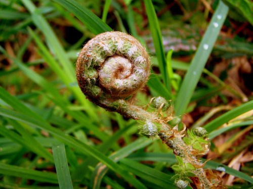 Flora silvestre nas veigas da Curxeira e no regato do Pornedo.