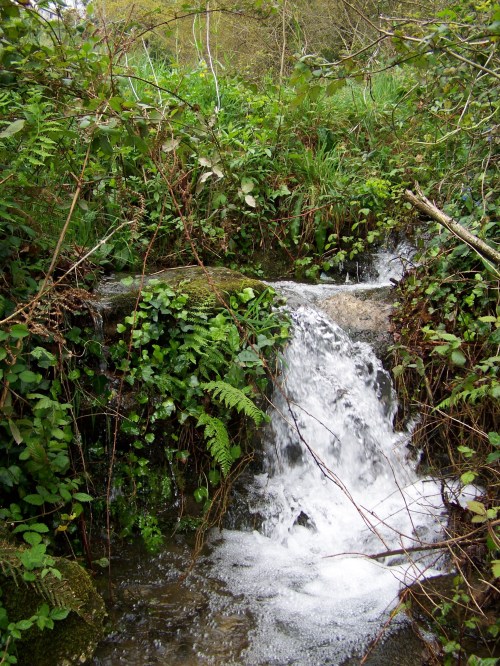 Flora silvestre nas veigas da Curxeira e no regato do Pornedo.
