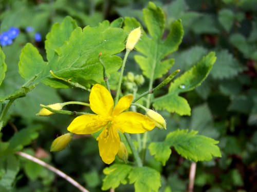 Flora silvestre nas veigas da Curxeira e no regato do Pornedo.