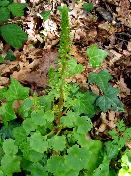 Flora silvestre nas veigas da Curxeira e no regato do Pornedo.