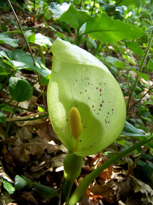 Déitome na terra e sobe por min a súa esencia, a lene caricia do aire, o olor da herba fresca.  Circúlanme regatos, abrollan transparentes fontenlas dos meus ollos. Xorden da frente menceres luminosos.  Déitome na terra e alentan humildes margaridas. Canta un grilo ledo na miña man, escoito a sinfonía mineral dos seres diminutos, a sístole do mundo.  Acougan no meu corazón as andoriñas.  Déitome na terra e interpreto o seu poderoso signo.  Abandónome á súa querencia. Intégrome nela.