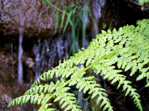 Déitome na terra e sobe por min a súa esencia, a lene caricia do aire, o olor da herba fresca.  Circúlanme regatos, abrollan transparentes fontenlas dos meus ollos. Xorden da frente menceres luminosos.  Déitome na terra e alentan humildes margaridas. Canta un grilo ledo na miña man, escoito a sinfonía mineral dos seres diminutos, a sístole do mundo.  Acougan no meu corazón as andoriñas.  Déitome na terra e interpreto o seu poderoso signo.  Abandónome á súa querencia. Intégrome nela.