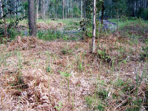 Mámoa de Sete Camiños, recentemente descuberta e incluida no catálogo de Patrimonio da Xunta.