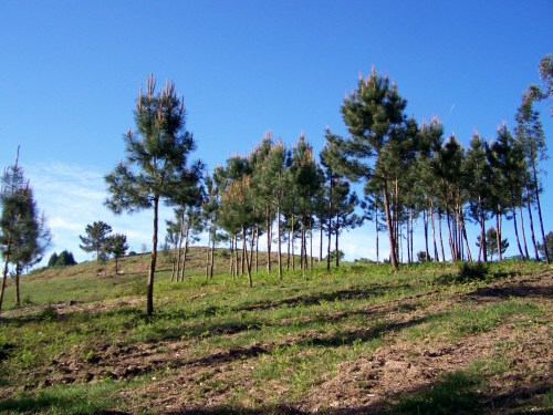 Visita ao Monte de Salcedo organizada pola Comunidade de Montes.