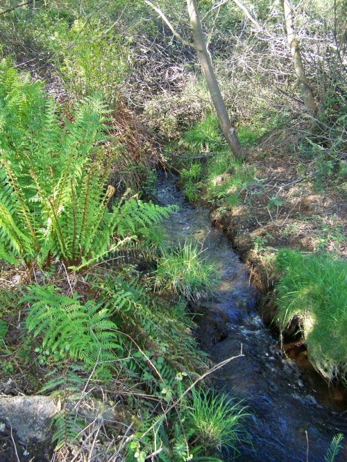 Visita ao Monte de Salcedo organizada pola Comunidade de Montes.