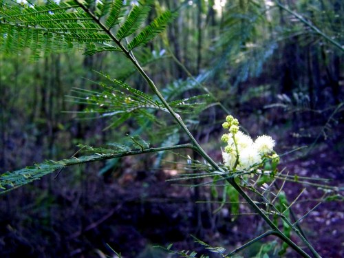 Especies invasivas como as mimosas, unha das lacras do monte.