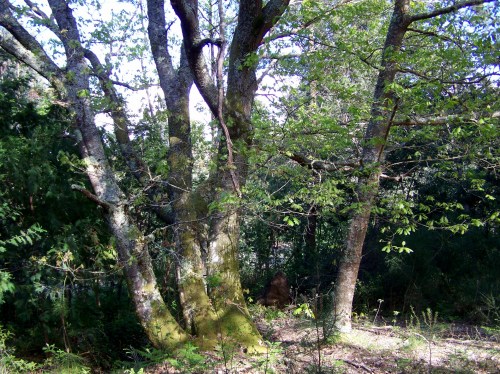 No Monte de San Martiño de Salcedo.