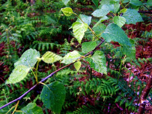 ...E caeron unhas pingueiras durante a andaina.