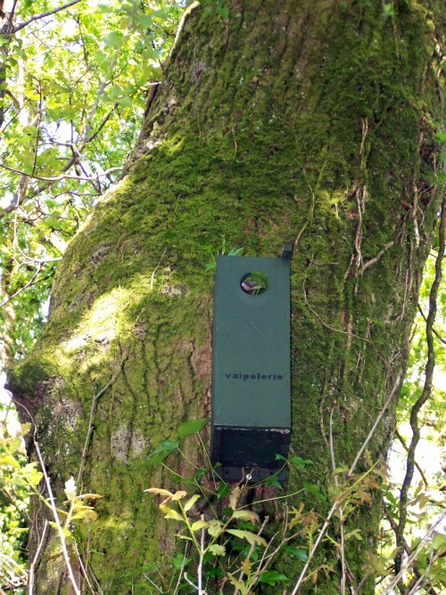 Caisa-niño instalada por Vaipolorío na ribeira do Gafos.