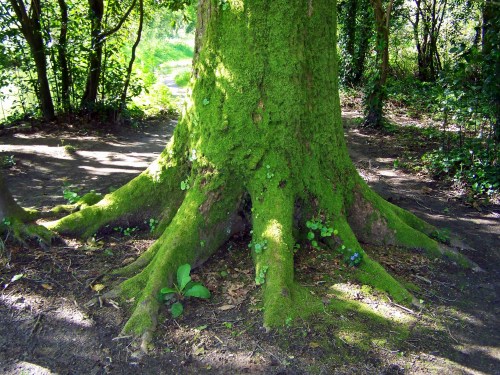 As raíces dun robusto carballo na ribeira do Gafos.