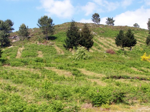 Traballos de desbroce arredor das árbores novas coas que se repoboou o Monte Pituco.