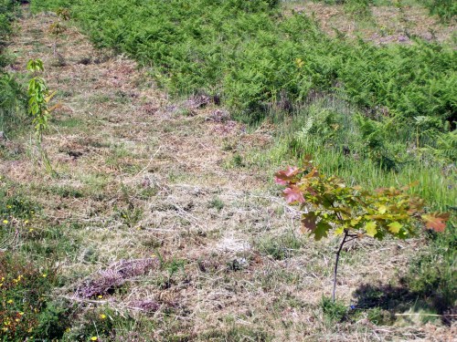 Traballos de desbroce arredor das árbores coas que se repoboou o Monte Pituco.