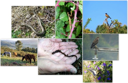 Fauna do Monte Pituco