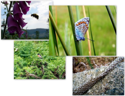 Fauna do Monte Pituco.