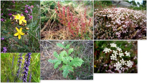 Flora do Monte Pituco.
