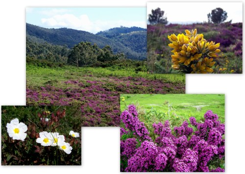 Imaxes da matogueira no Monte Pituco.