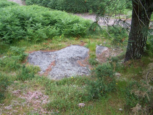 Petróglifos de Pornedo, rodeados de fento.