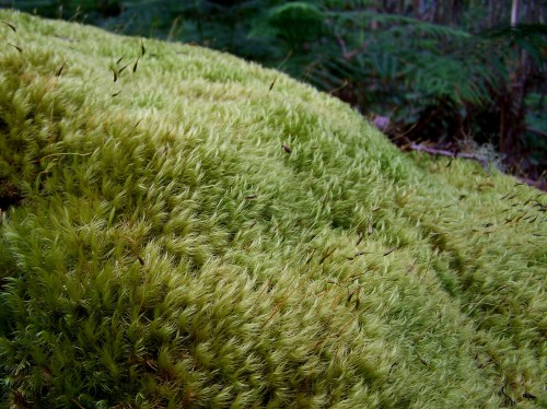 O musgo forma grandes mantas de musgo.