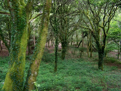 No roteiro predominan os carballos novos.