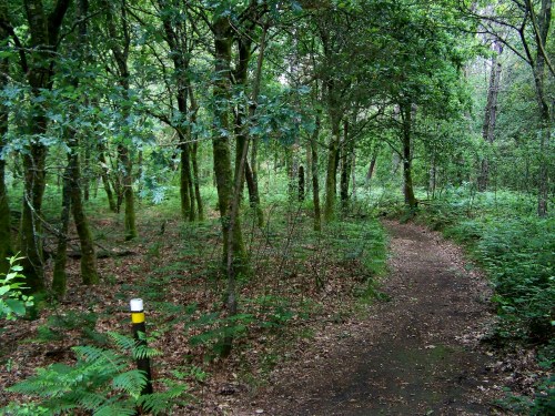 Sendeiros entre os carballos.