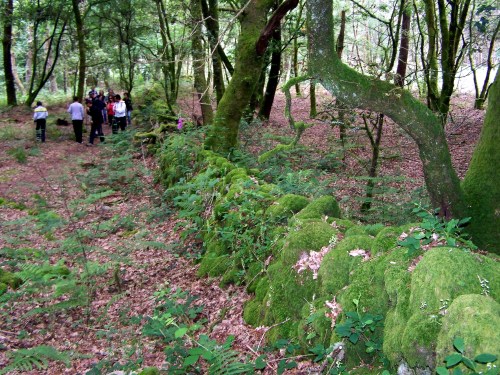 Valado tradicional na carballeira que rodea a mámoa de Forno de Arcas.