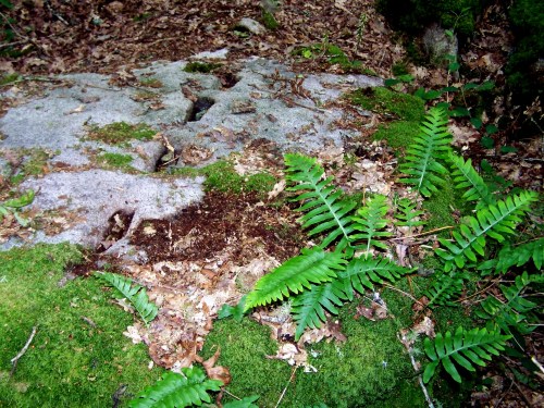 Unha das laxes da mámoa, con marcas de cantería.