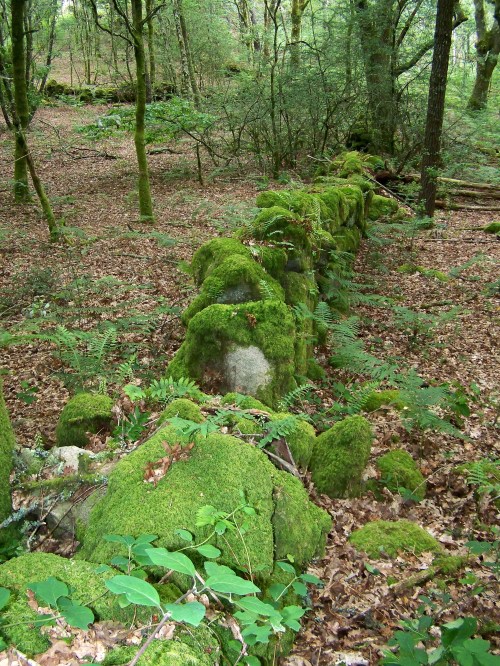 Valado tradicional na carballeira de Forno de Arcas.