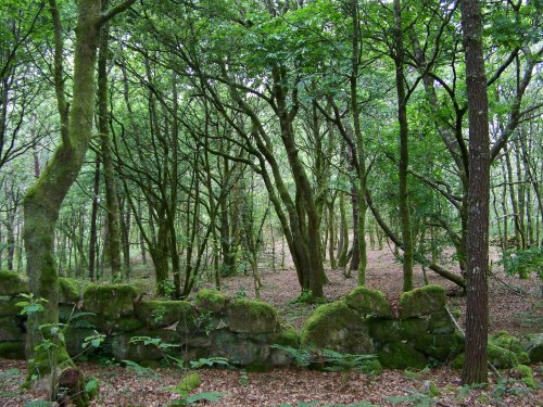 Carballeira que rodea a mámoa de Forno de Arcas.