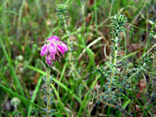 Erica tetralix nunha zona húmida do nacemento do río das Gorgadas.