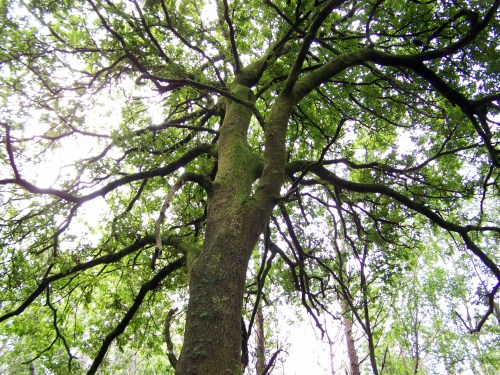 As carballeiras, illas de vida no medio dos eucaliptais.