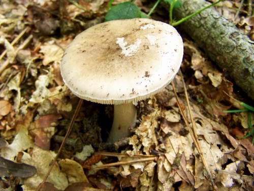 Nas zonas sombrías xa medran os cogomelos.