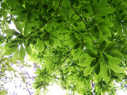 Ao longo do itinerario abundan os castiñeiros.