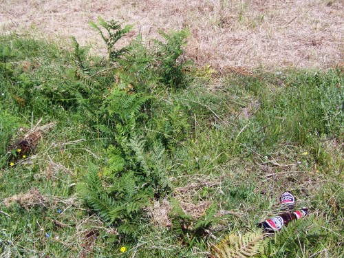 Foron a por fento ao monte e deixaron tirados os botellíns de cervexa.