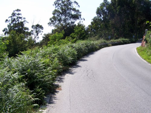 A vexetación xa reborda os quitamedos na curva da Pena.