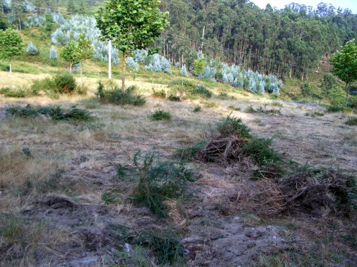A área recreativa do Pornedo, DESMANTELADA.