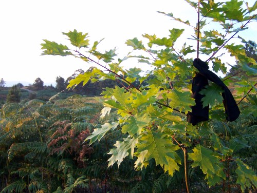 Crespón negro no Monte Pituco polas vítimas do accidente ferroviario.