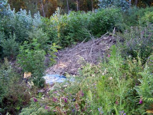 Talan as árbores, levan a madeira e deixan a broza.