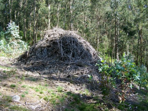 Talan as árbores, levan a madeira e deixan a broza.