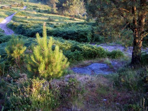 O nulo mantemento dos petroglifos do Pornedo.