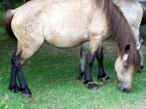 Cabalo coas patas atadas con cordas (imaxe tomada en 2010 na arboreda do Pituco).