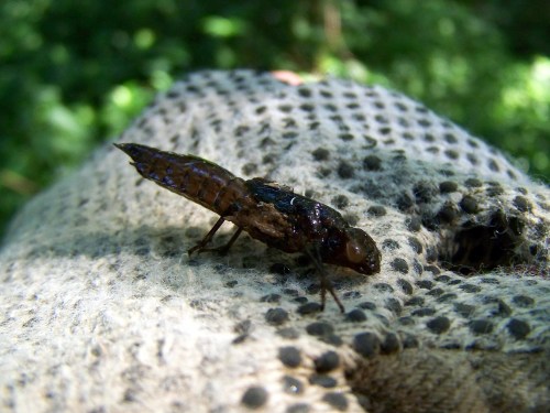 Camisa de libeliña, no cauce do Gafos.